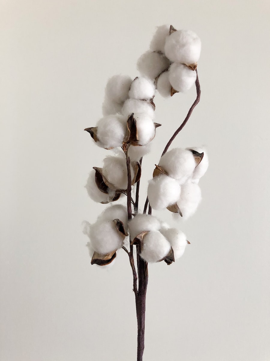 Photo par Ranurte white moth orchids in bloom